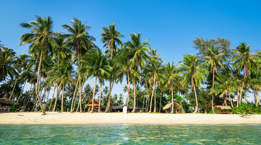 The Life Cycle Of A Coconut Palm